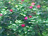 rosa alface